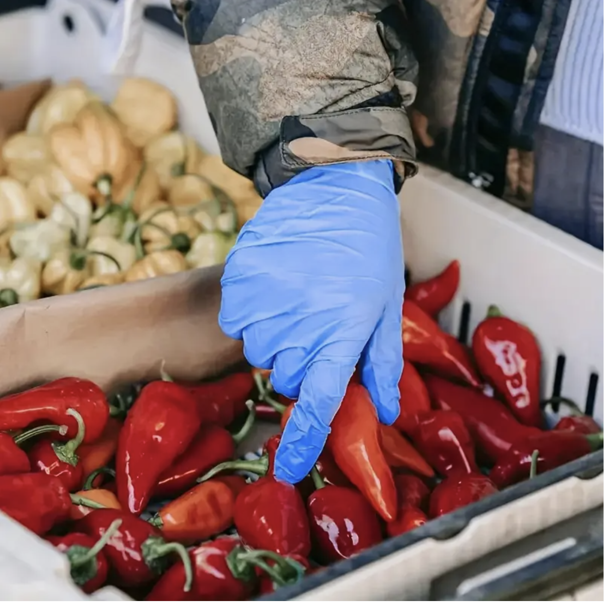 8 PCS Disposable Nitrile Gloves – Large Size | Waterproof, Anti-Slip, Multi-Purpose Cleaning & Protection Gloves - Image 5